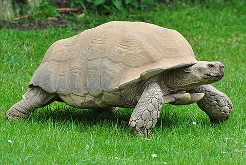 african spurred tortoise: a species of tortoise, Centrochelys sulcata, inhabiting the southern edge of the Sahara Desert and...