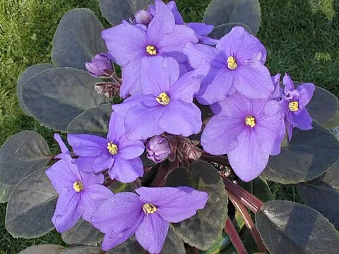 african violet: any perennial plant of section Streptocarpus sect. Saintpaulia (formerly genus Saintpaulia),...