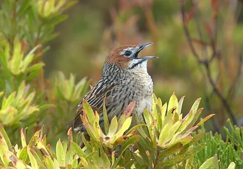 african warbler: any songbird of the family Macrosphenidae