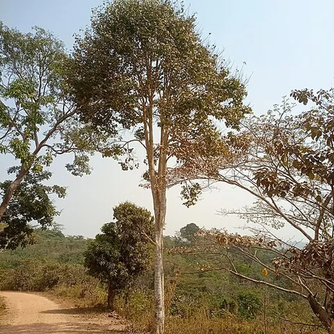 african whitewood: a tree of species Triplochiton scleroxylon, native to tropical areas of western and central Africa