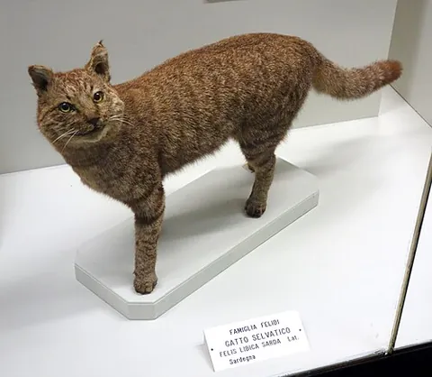 african wildcat: felis silvestris lybica, a subspecies of Felis silvestris (wildcat)