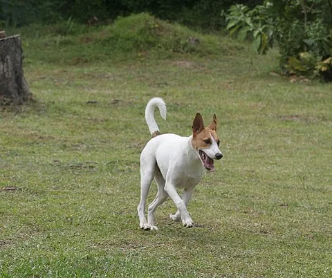 africanis: an African breed of dog
