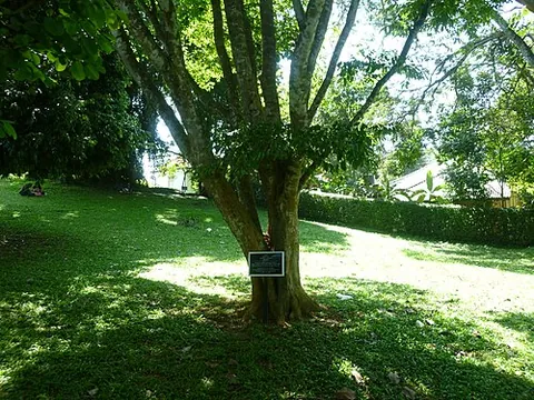 afrormosia: any of the African leguminous trees of the genus Pericopsis (formerly Afrormosia), especially...