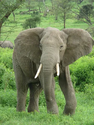 afrotherian: belonging or pertaining to the superorder Afrotheria, which includes the elephants, aardvarks,...