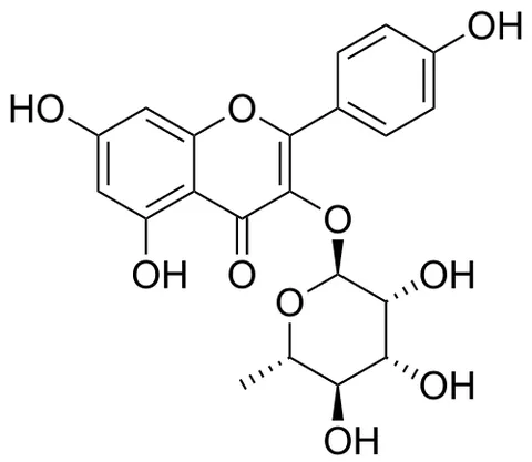 afzelin: a flavonol glycoside, the rhamnoside of kaempferol, found in Nymphaea odorata (American white...