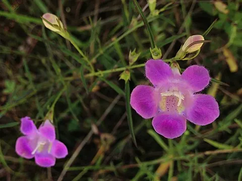 agalinis: any member of the genus Agalinis of flowering plants
