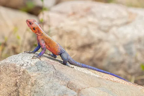 agama: any of the various small, long-tailed lizards of the subfamily Agaminae of family Agamidae,...