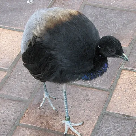 agami: a South American bird, Psophia crepitans, allied to the cranes, and easily domesticated