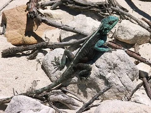 agamid: any member of the family Agamidae of lizards, including many dragons