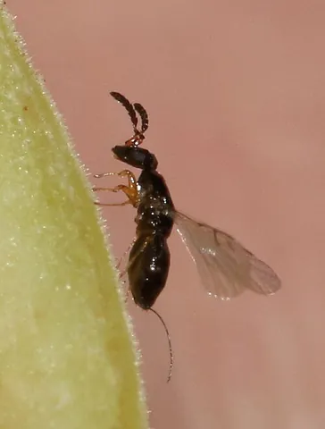agaonid: a fig wasp, of family Agaonidae