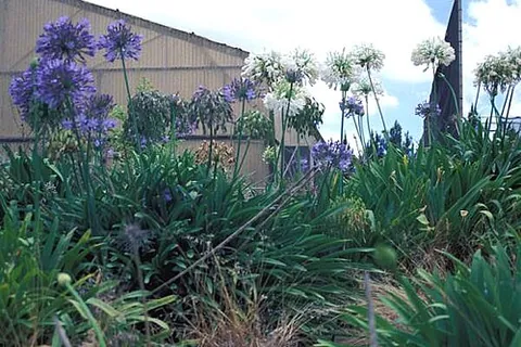 agapanthus: any member of the genus Agapanthus of flowering plants