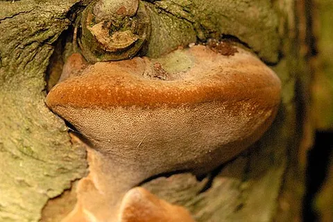 agaric: any of various fungi, principally of the order Agaricales, having fruiting bodies consisting of...