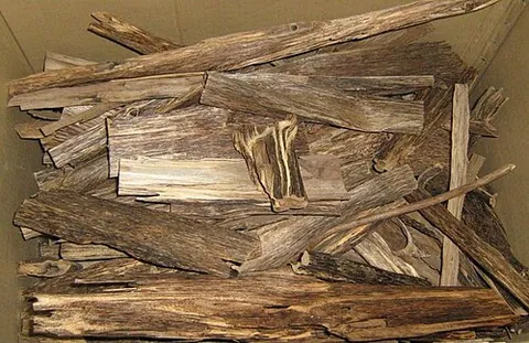 agarwood: heartwood from trees of genus Aquilaria, especially Aquilaria malaccensis (syn. A. agallocha),...