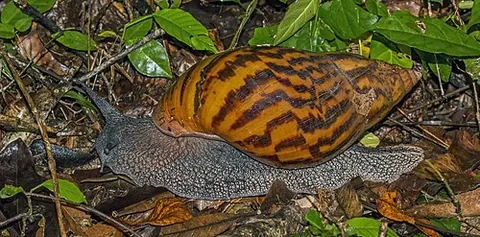agate snail: a snail of species Achatina achatina