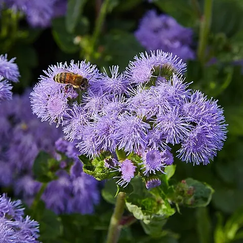 ageratum: any member of the genus Ageratum of tropical American herbs, annuals and perennials, from the...