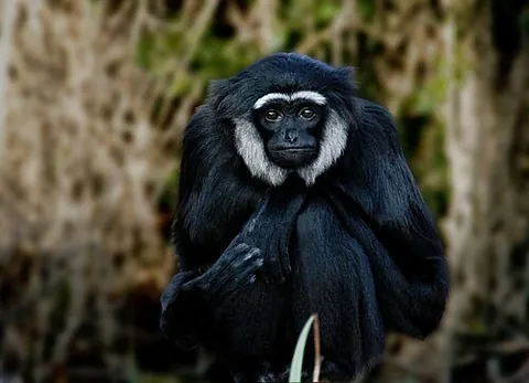 agile gibbon: a primate of species Hylobates agilis, in the Hylobatidae or gibbon family