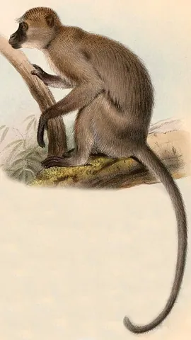 agile mangabey: cercocebus agilis, an Old World monkey of the white-eyelid mangabey group found in swampy forests...