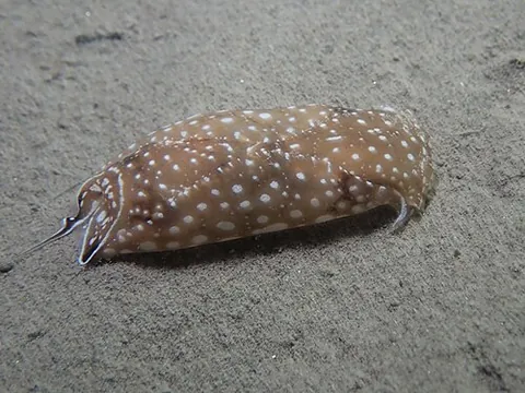 aglajid: any gastropod in the family Aglajidae
