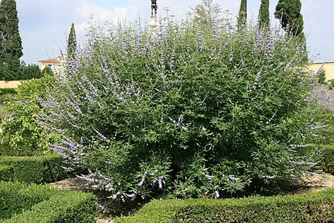 agnus castus: a tree, Vitex agnus-castus, formerly believed to preserve chastity