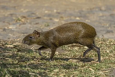 agouti: a rodent of the genus Dasyprocta, similar in appearance to a guinea pig but having longer legs,...