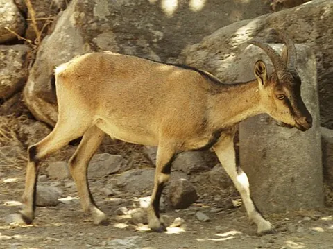agrimi: a type of goat with long horns that curl back, native to Crete, subspecies Capra hircus cretica,...