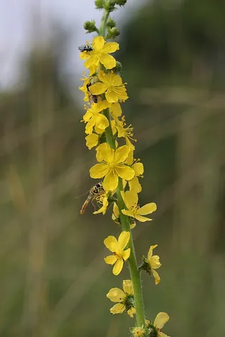 agrimony: any of several perennial herbaceous plants, of the genus Agrimonia, that have spikes of yellow...