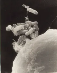 agrobacterium: a soil bacterium, of the genus Agrobacterium, which can fix nitrogen, and causes the formation of...