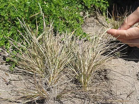 agrostis: any grass of the genus Agrostis of bentgrasses