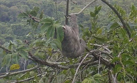 ai: a pale-throated sloth (Bradypus tridactylus), endemic to forests of southern Venezuela, the...