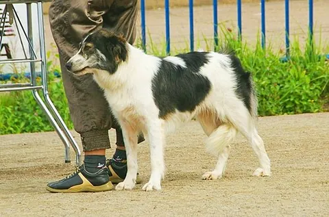 aidi: a breed of dog from Morocco used for guarding herds of sheep and goats