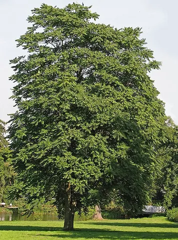 ailanthus: any of several deciduous Asiatic trees of the genus Ailanthus, including the tree of heaven