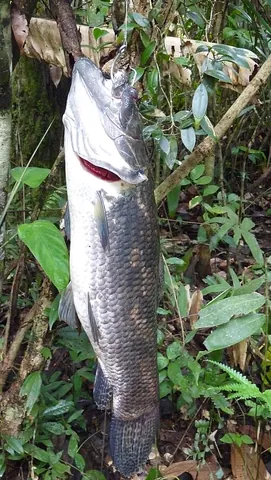 aimara: a South American freshwater river fish, Hoplias aimara