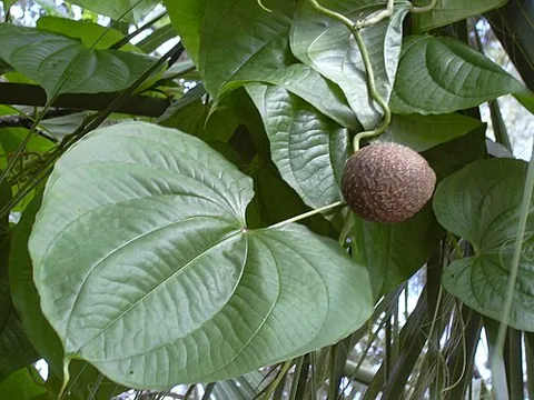 air potato: a yam species (Dioscorea bulbifera), native to Africa, southern Asia, and northern Australia,...
