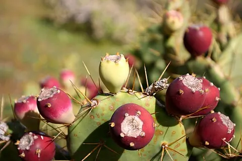 airampo: the erect prickly pear Opuntia stricta