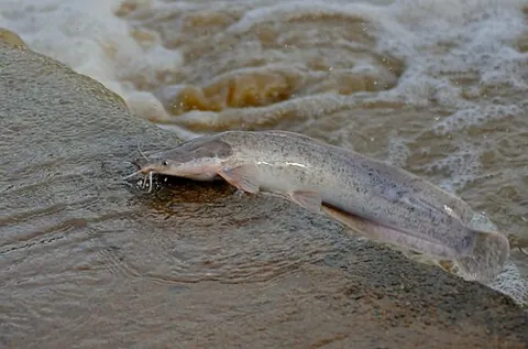 airbreathing catfish: any fish of the family Clariidae, which can breathe air for short periods