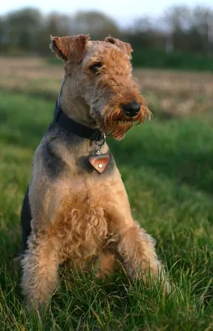 airedale terrier: a breed of large rough-haired dog