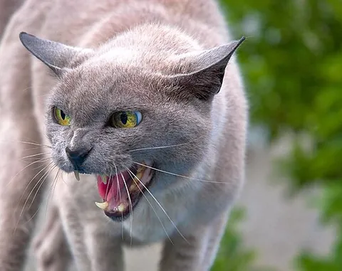 airplane ears: the folded ears of an animal (most often a cat) when they are irritated or angry