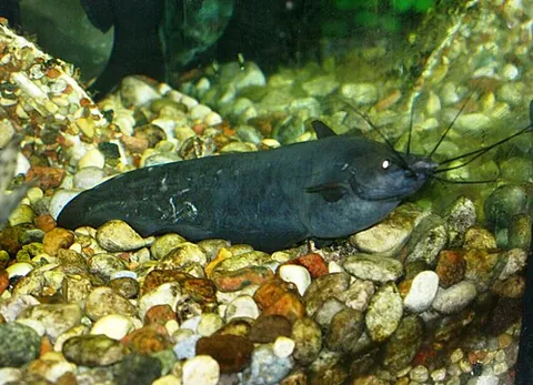 airsac catfish: any member of the genus Heteropneustes of catfishes with elongated, compressed bodies, short dorsal...