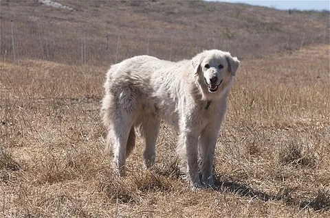 akbash: a dog of a breed native to Turkey, primarily used as livestock guardian dogs or shepherd dogs