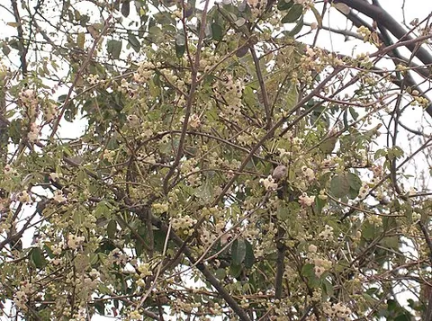 akebia: any plant of the genus Akebia, especially the invasive plant Akebia quinata