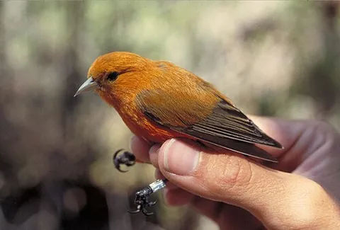 akepa: a bird in the Hawaiian honeycreeper genus, Loxops coccineus