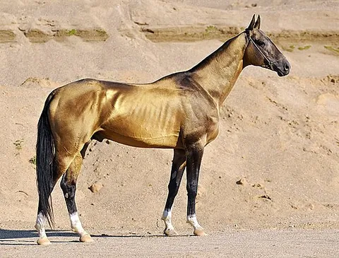 akhal-teke: a horse of a Turkmen breed with a distinctive shiny coat or pelage