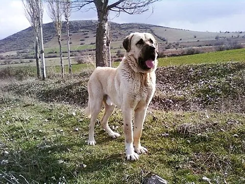 aksaray malaklisi: a Turkish breed of large livestock guardian dog, from the Aksaray Province in Central Anatolia