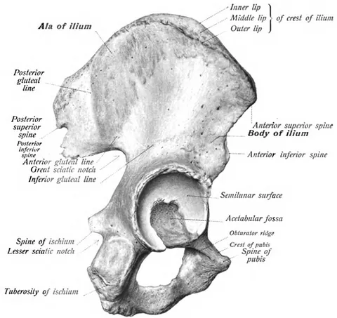 ala: a wing or winglike anatomic process or part, especially of bone