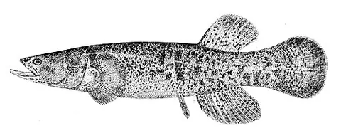alaska blackfish: a species of freshwater fish, Dallia pectoralis, inhabiting the Arctic regions of Alaska as well as...