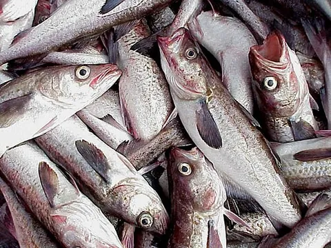 alaska pollock: a semipelagic schooling fish, Gadus chalcogrammus (syn. Theragra chalcogramma), widely distributed...