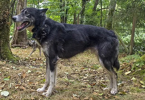 alaskan husky: the most commonly used dog in dog sled racing, a mongrel bred specifically for its performance