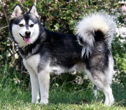 alaskan klee kai: a spitz-type breed of dog, developed in the late 20th century as a companion-sized dog resembling...
