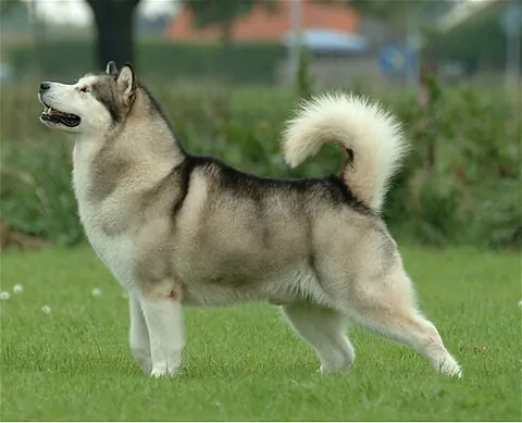 alaskan malamute: a relatively large breed of sled dog, sometimes mistaken for the Siberian Husky