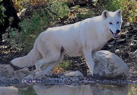 alaskan tundra wolf: a North American subspecies of gray wolf native to the barren grounds of the Arctic coastal tundra...